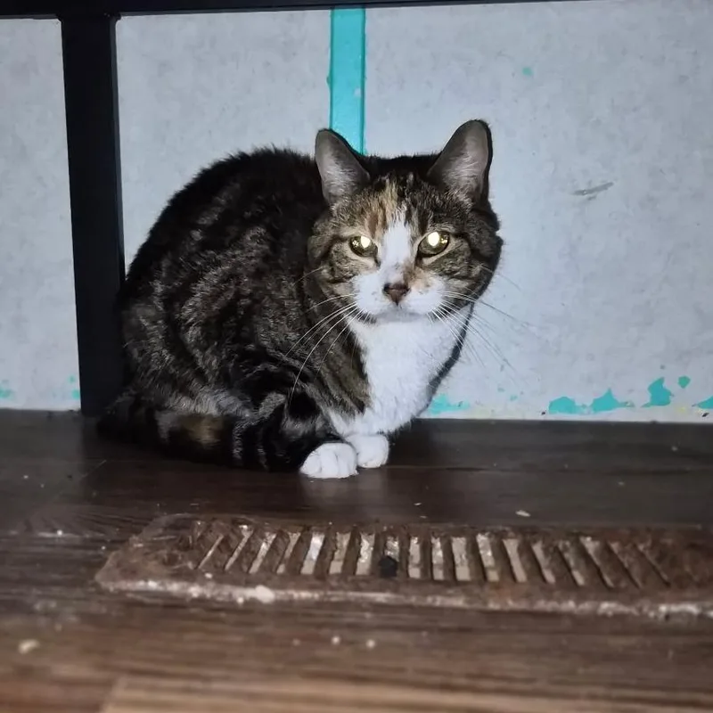A young medium-sized female Tabby (Gray / Blue / Silver) Domestic Short Hair cat named Thing for adoption in Beulaville, NC