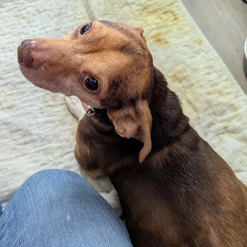 Blue Stem thumbnail 4