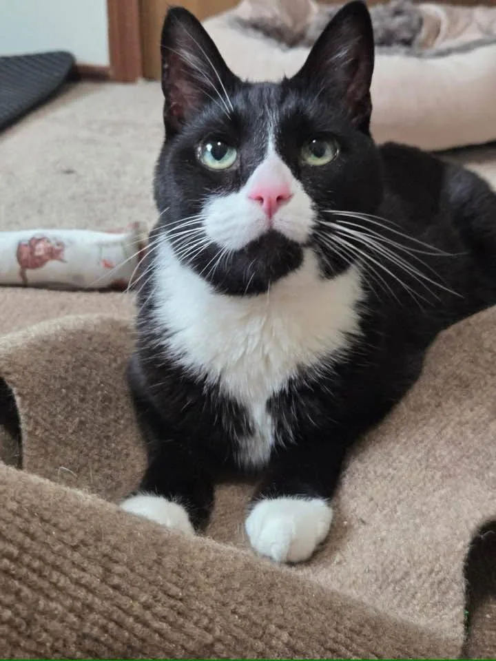 A senior medium-sized male Black & White / Tuxedo Domestic Short Hair cat named Bunky for adoption in Cleveland, OH