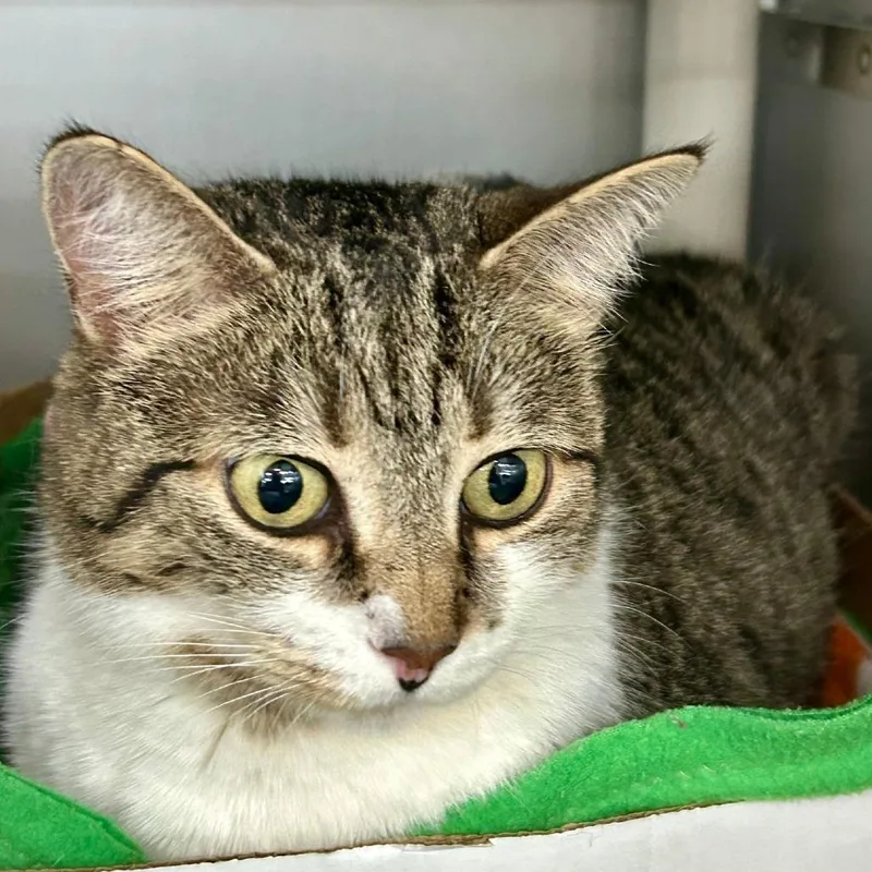 An adult large-sized female Brown / Chocolate Domestic Short Hair cat named Mittens for adoption in Hamburg, NY
