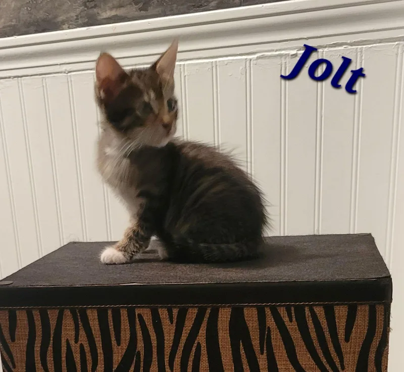 Jolt  Cp thumbnail 2