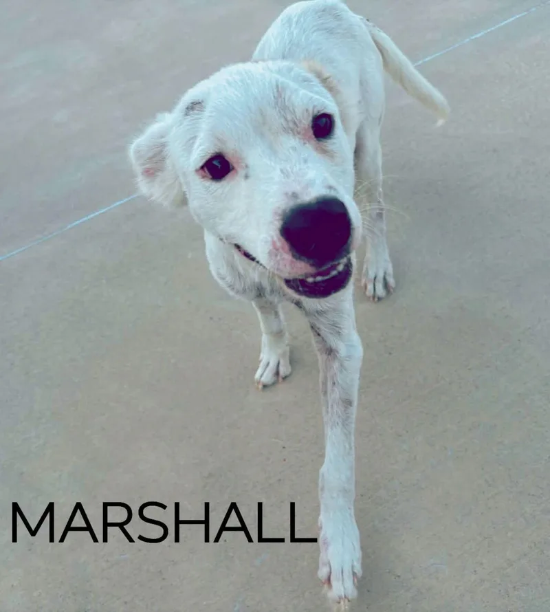 A young medium-sized male Australian Cattle Dog / Blue Heeler dog named Marshall for adoption in Milwaukee, WI