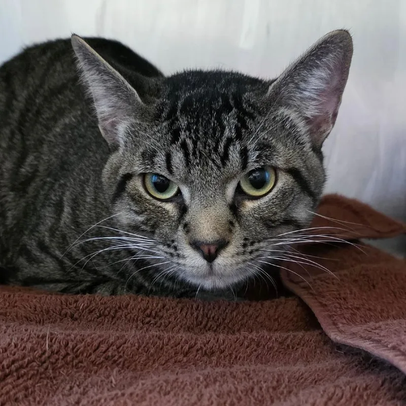 A young large-sized male Brown / Chocolate Domestic Long Hair cat named Eli for adoption in Council Bluffs, IA