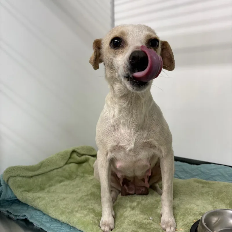 A young small-sized female Yellow / Tan / Blond / Fawn Chihuahua dog named Carmen San Diego for adoption in Fulton, TX
