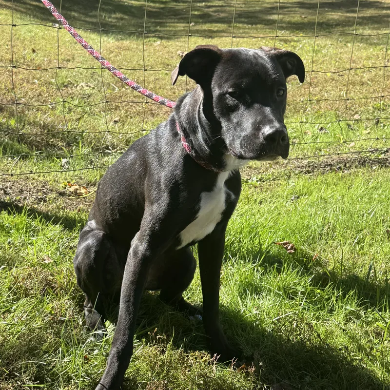 A young large-sized male Black Labrador Retriever dog named Oliver for adoption in Maynardville, TN