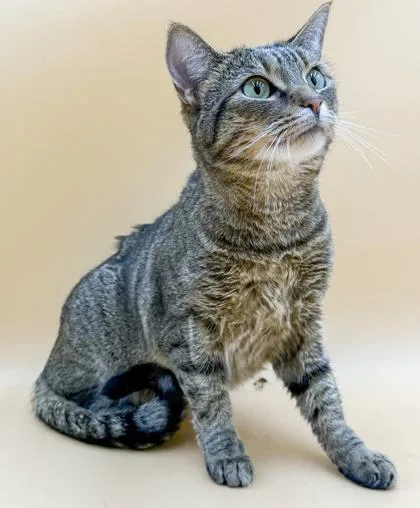 An adult small-sized female Domestic Short Hair cat named Artemis Sponsored for adoption in Bowling Green, KY