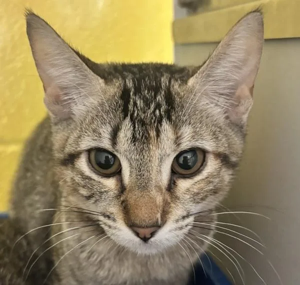 A baby small-sized female Domestic Short Hair cat named Charlotte for adoption in Golden, CO