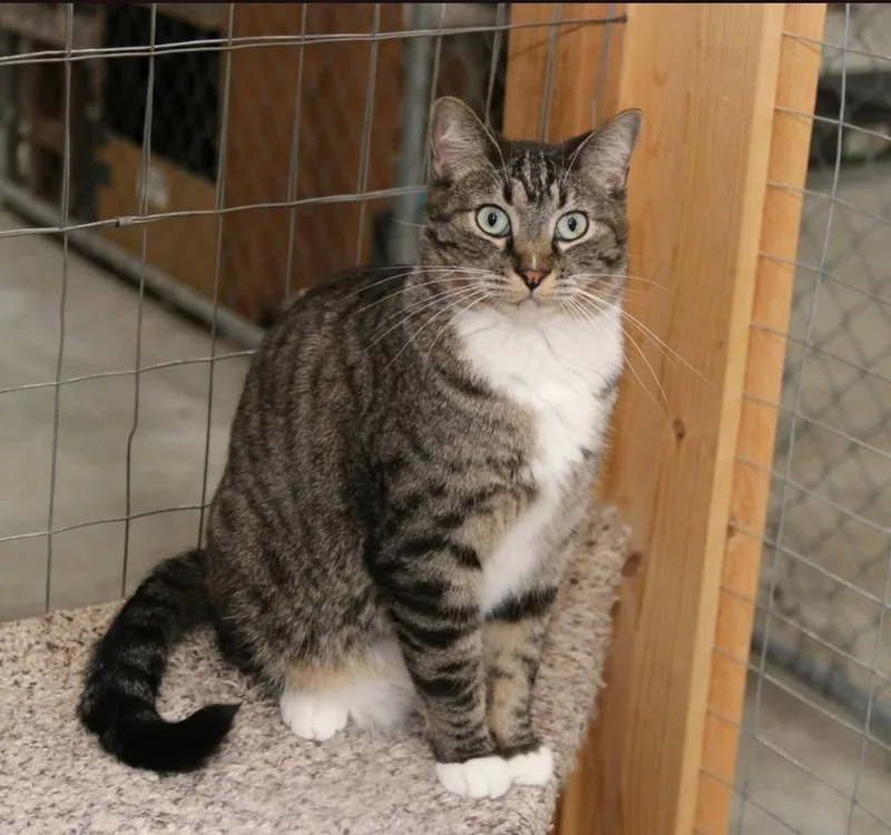 Cricket And Socks thumbnail 2