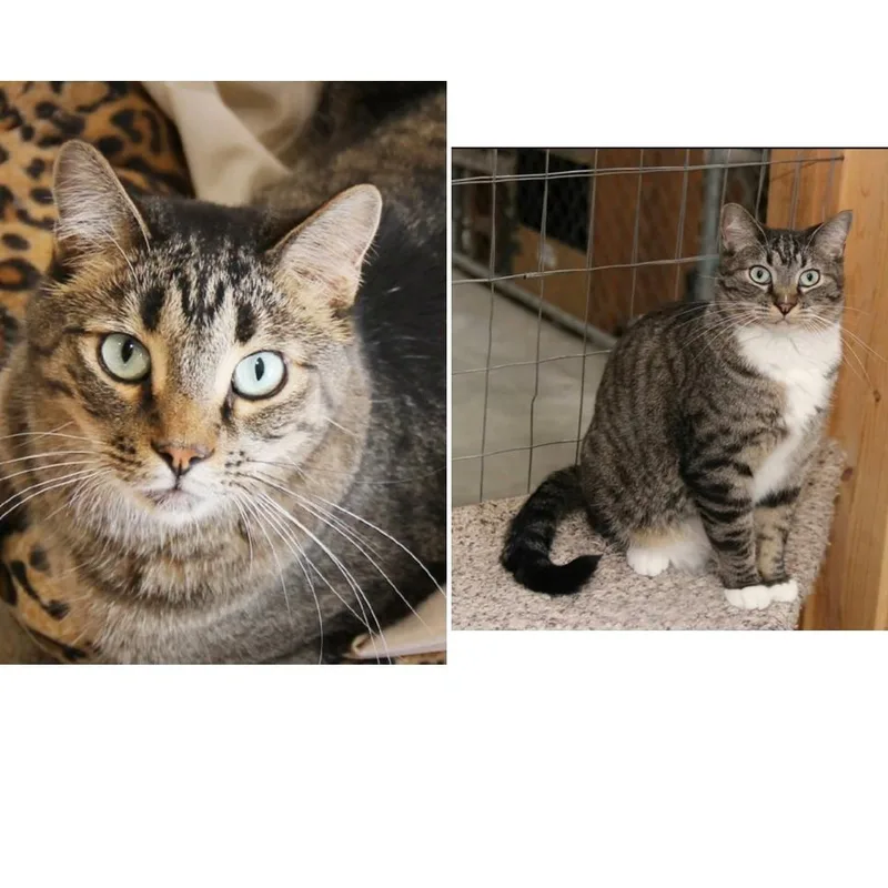 Cricket And Socks thumbnail 3