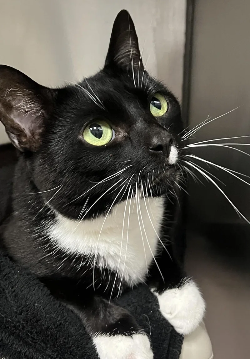 An adult medium-sized female Black & White / Tuxedo Domestic Short Hair cat named Colette for adoption in Johnston, RI