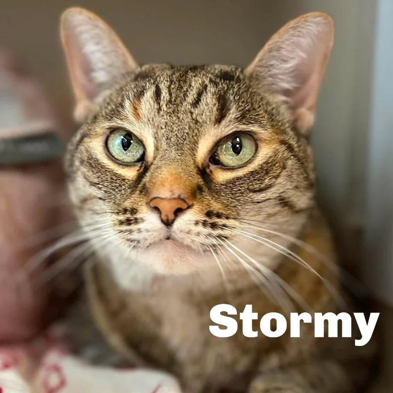 Stormy