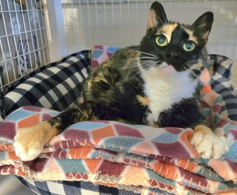 A senior large-sized female Calico cat named Isabelle for adoption in Vancouver, WA