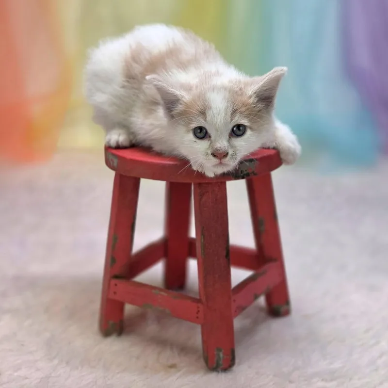 A baby small-sized male White Domestic Short Hair cat named CuatroC for adoption in East Saint Louis, IL