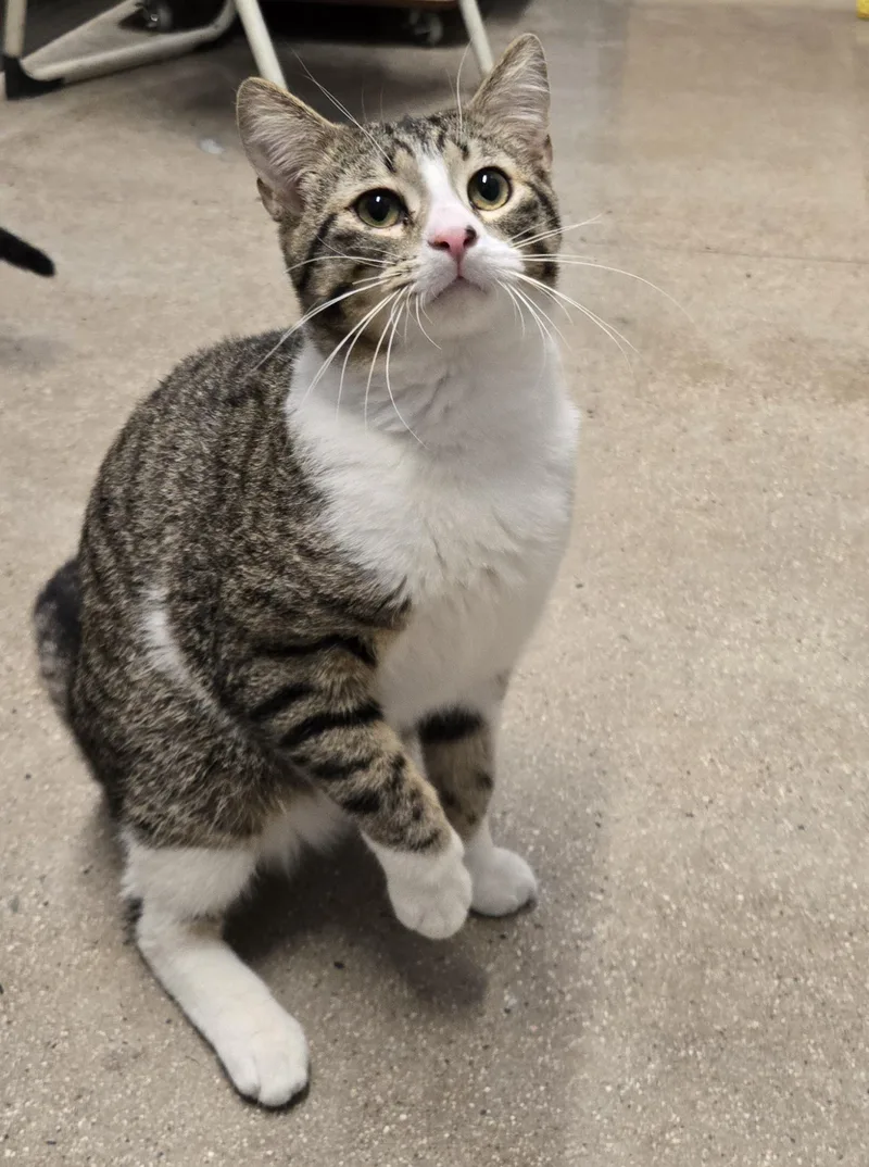 Hammy And Rex thumbnail 2