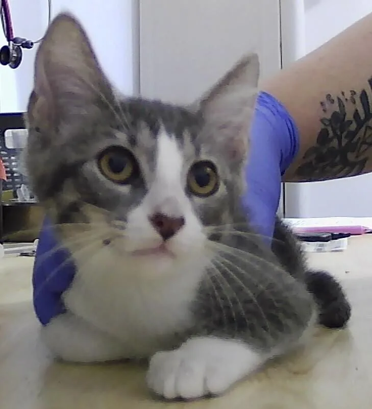 A baby small-sized male Gray & White Domestic Short Hair cat named Koa for adoption in Anoka, MN