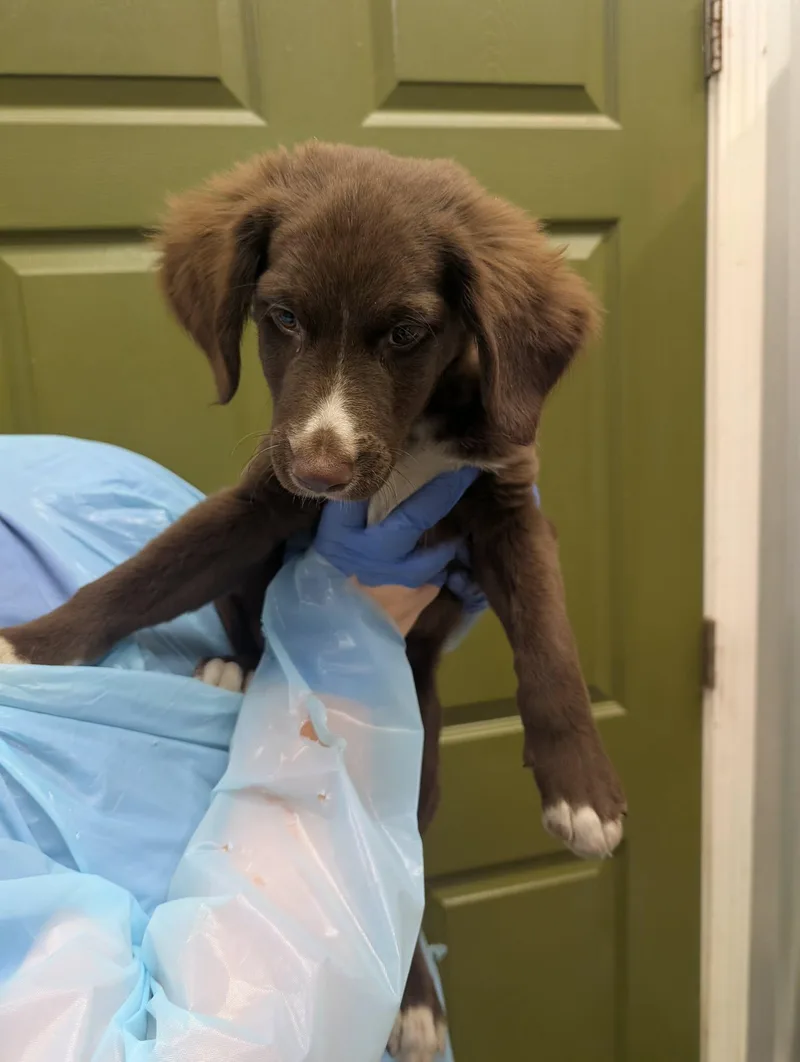A baby small-sized male Australian Shepherd dog named Galaxy for adoption in Knoxville, TN