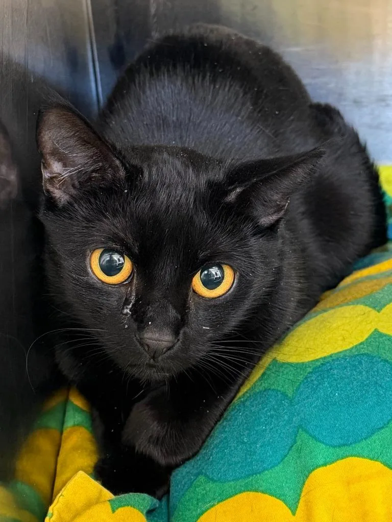 A baby medium-sized female Domestic Short Hair cat named Gremlin for adoption in Pomona, NY