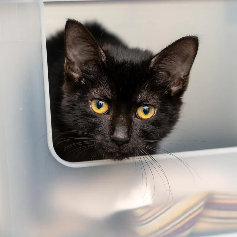 A baby small-sized female Black Domestic Short Hair cat named Nell for adoption in New York, NY