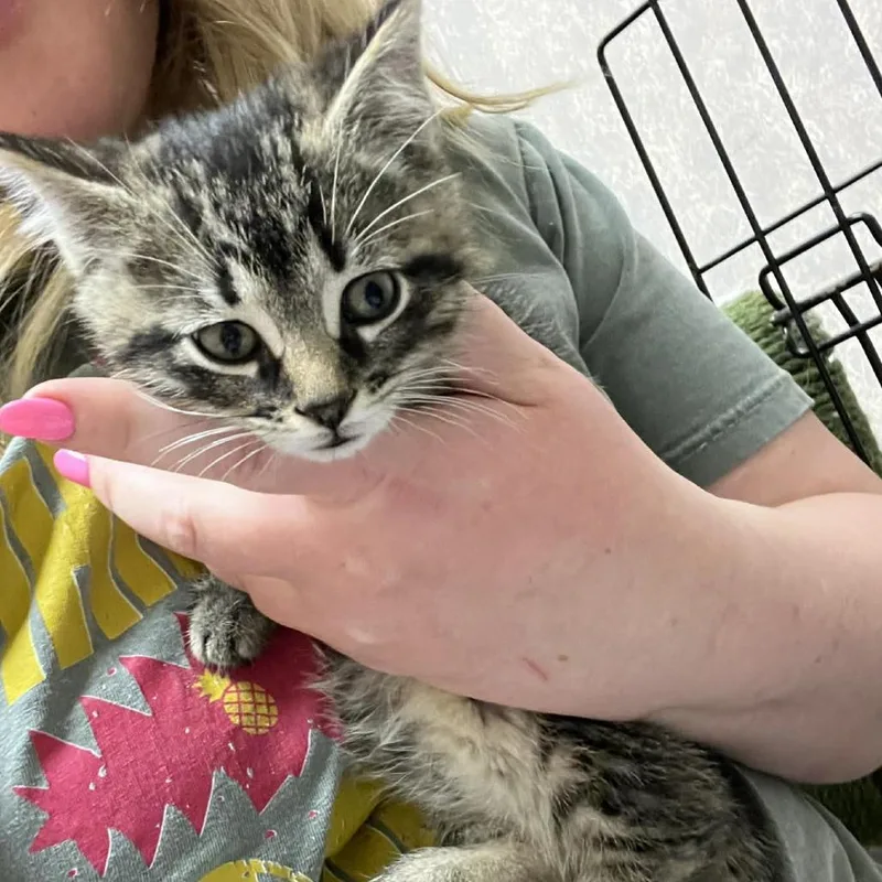 A baby small-sized male Brown / Chocolate Domestic Short Hair cat named Dale for adoption in Ephrata, PA