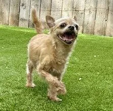 A senior small-sized male Chihuahua dog named Flash for adoption in Mission Viejo, CA