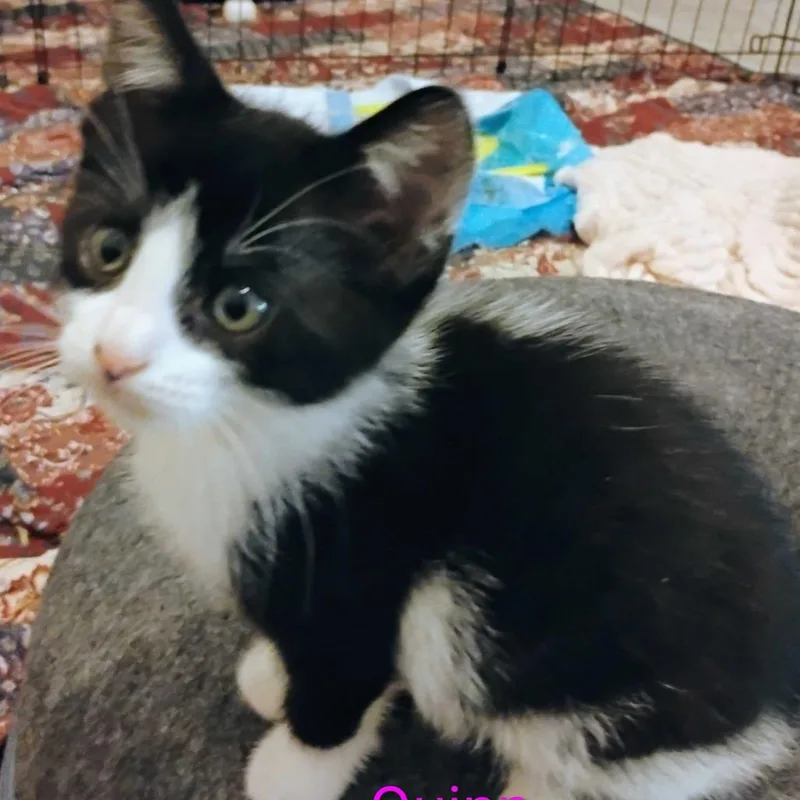 A baby small-sized female Black Domestic Short Hair cat named Quinn for adoption in Valdosta , GA