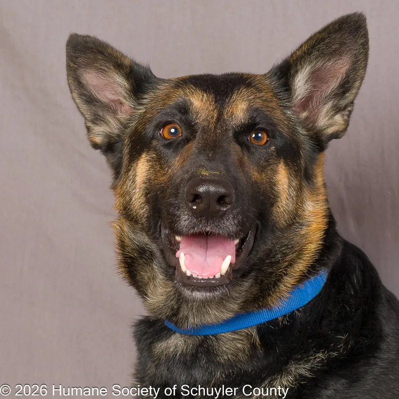 An adult medium-sized female Bicolor German Shepherd Dog dog named Nikita for adoption in Montour Falls, NY