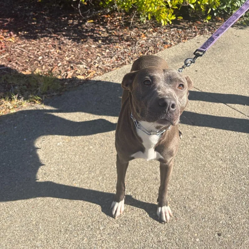 An adult medium-sized female Gray / Blue / Silver Pit Bull Terrier dog named Ethel for adoption in Turlock, CA