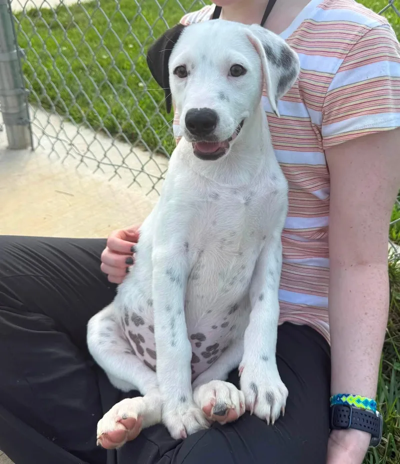 A baby medium-sized male White / Cream Hound dog named Camry for adoption in Manassas, VA