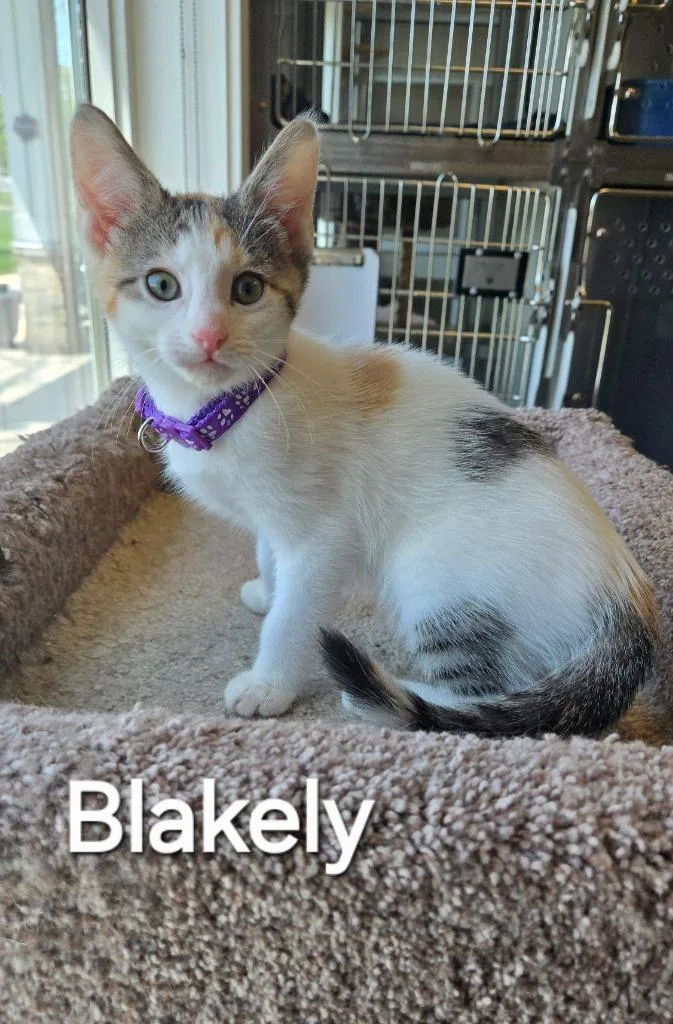 A baby small-sized female Domestic Short Hair cat named Blakely for adoption in Sidney, OH