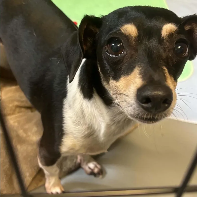 An adult small-sized male Tricolor (Brown, Black, & White) Chihuahua dog named Ricky for adoption in Pelham, NH