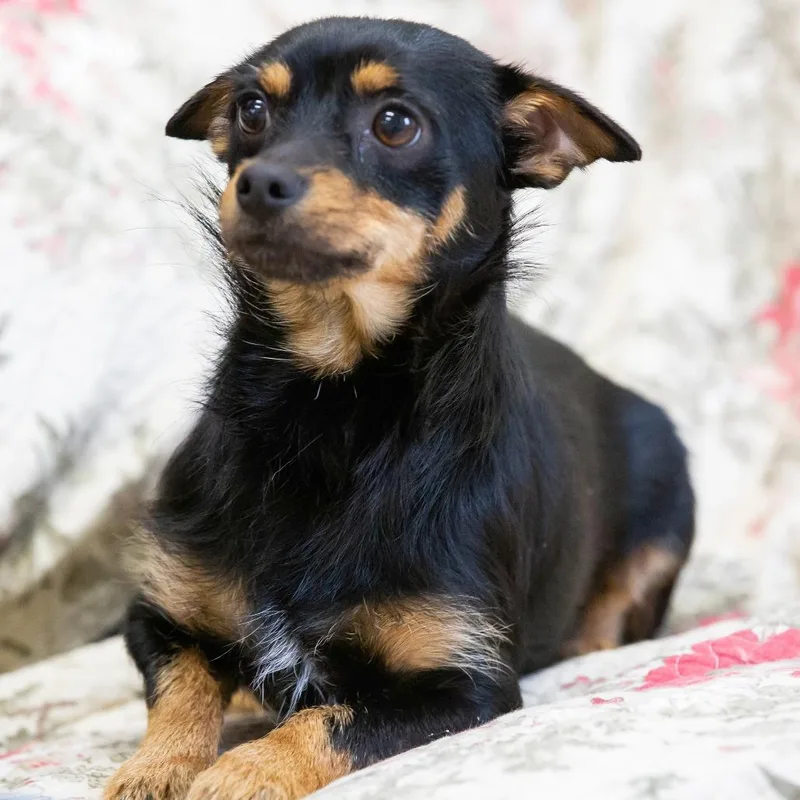 A young small-sized male Black Mixed Breed dog named Gremlin for adoption in Cartersville, GA
