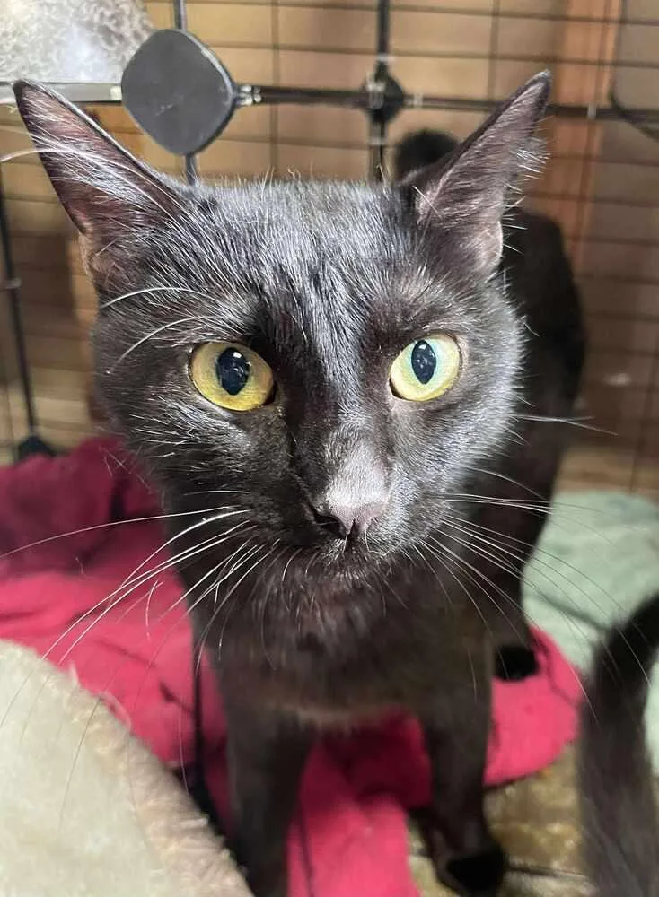 An adult medium-sized female Black Domestic Short Hair cat named Crafty Mama H. for adoption in Peoria, IL