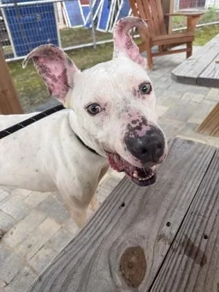 An adult medium-sized male Mixed Breed dog named Carver for adoption in Atlanta, GA