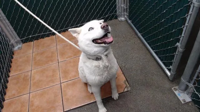 A young medium-sized female Siberian Husky dog named Margie for adoption in Downey, CA