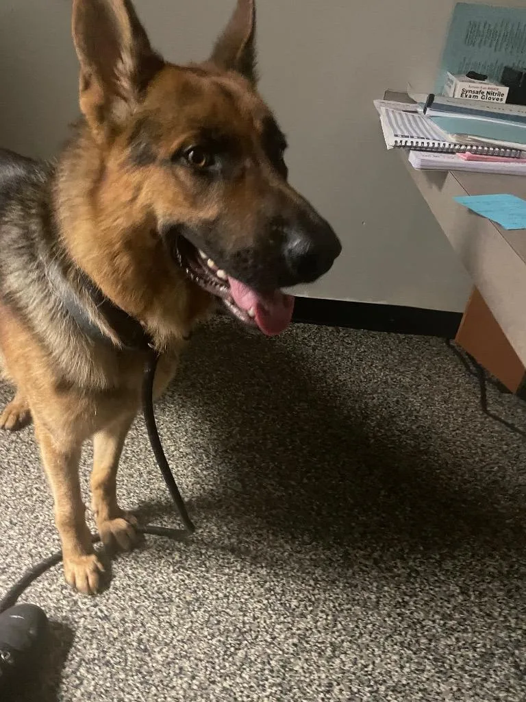 A young large-sized male Mixed Breed dog named Panzer for adoption in Columbia, TN