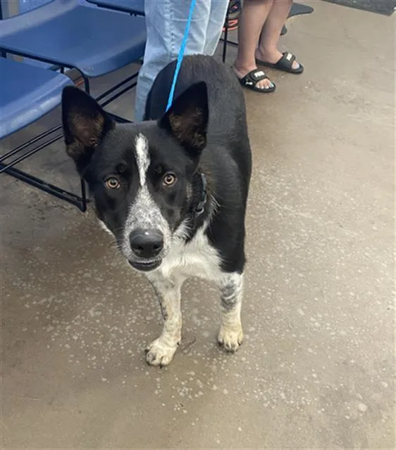 A young large-sized male Mixed Breed dog named Luke for adoption in Dallas, TX