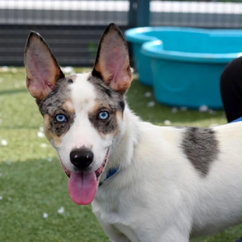 A young medium-sized male White / Cream Mixed Breed dog named Maraschino Cherry for adoption in Jersey City, NJ