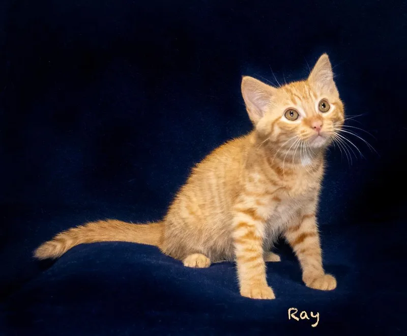 A baby small-sized male Domestic Short Hair cat named Ray for adoption in Hot Springs Village, AR