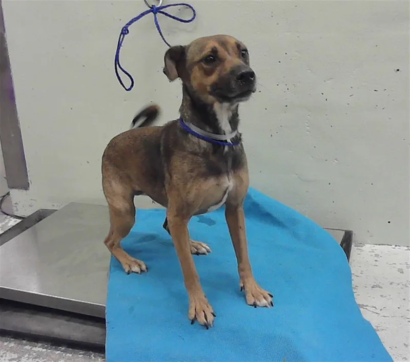 An adult medium-sized female Australian Terrier dog named April for adoption in Houston, TX