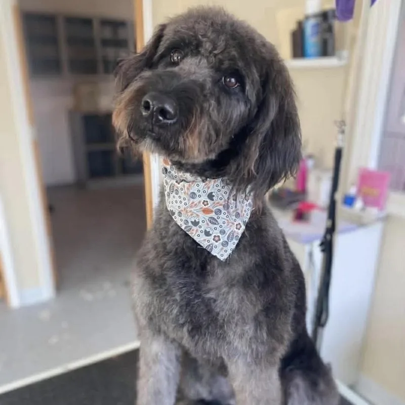 An adult medium-sized female Labradoodle dog named Millieiowa for adoption in Houston, TX