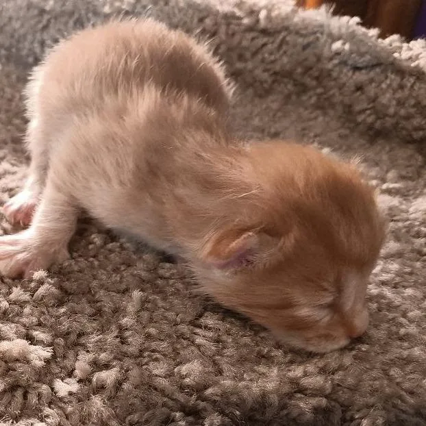 A baby small-sized male Orange / Red Domestic Short Hair cat named Peanut for adoption in Jefferson city, TN
