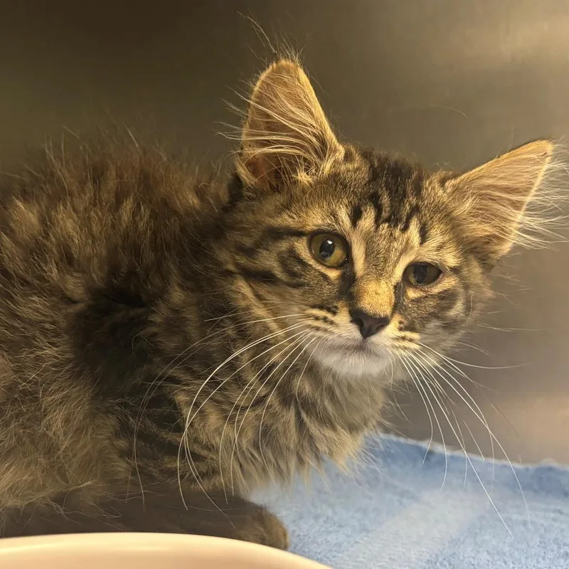A baby small-sized male Brown / Chocolate Domestic Short Hair cat named Blaze for adoption in East Hanover, NJ