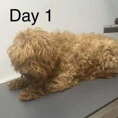 A senior small-sized female Miniature Poodle dog named Grace for adoption in Sinking Spring, PA