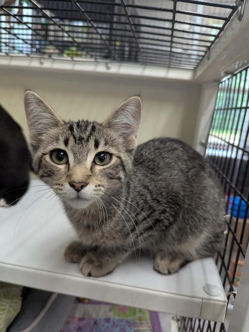 A baby medium-sized female Domestic Short Hair cat named Stubby for adoption in Oconto, WI