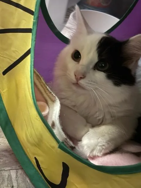 A baby medium-sized male Domestic Long Hair cat named Basil for adoption in Rochester, WA