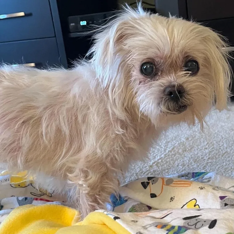 A senior small-sized female White / Cream Maltese dog named Imogen for adoption in San Francisco, CA