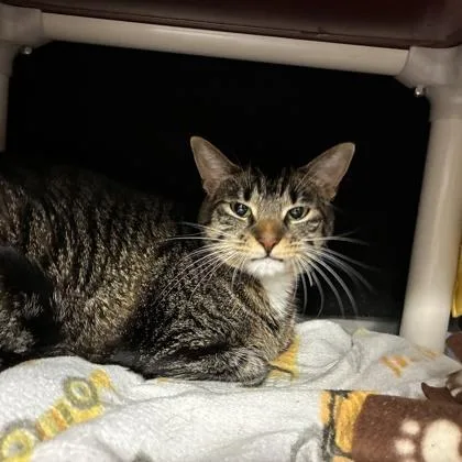 An adult small-sized female Domestic Short Hair cat named Fanny for adoption in Wheaton, IL