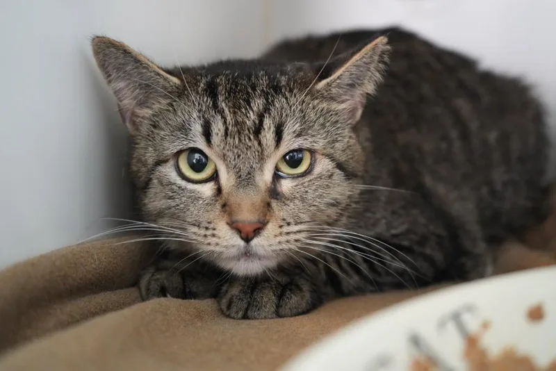 An adult medium-sized female Domestic Short Hair cat named Princess Peach for adoption in Coachella, CA