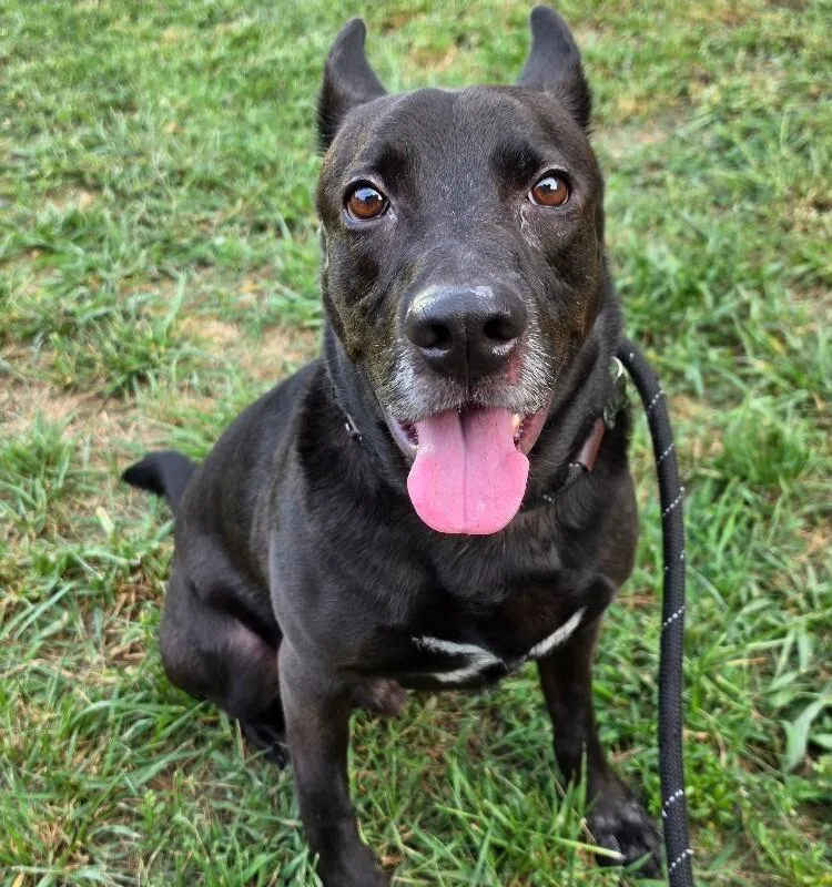 An adult large-sized male Labrador Retriever dog named Lucky for adoption in Roanoke, VA