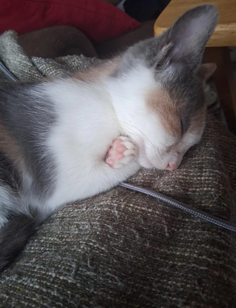 A baby medium-sized female Dilute Calico Domestic Short Hair cat named Lillian for adoption in Clayton, NJ